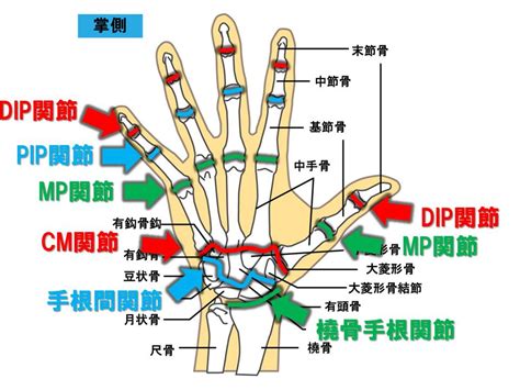 手指第一節